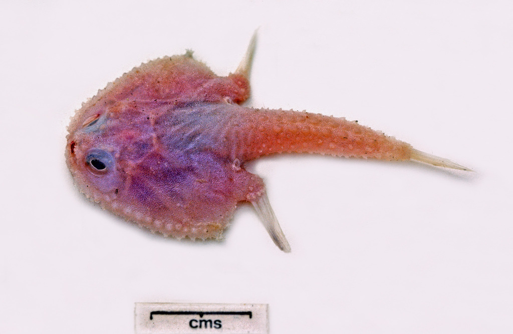 Halieutopsis