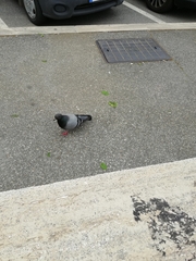 Columba livia domestica
