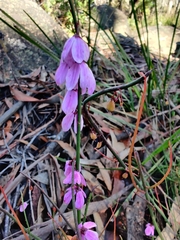 Tetratheca subaphylla