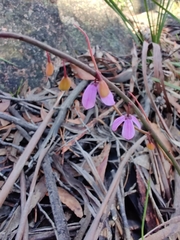 Tetratheca subaphylla