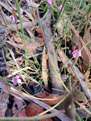 Tetratheca subaphylla