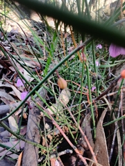 Tetratheca subaphylla