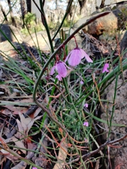 Tetratheca subaphylla