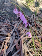 Tetratheca subaphylla