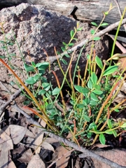 Tetratheca subaphylla