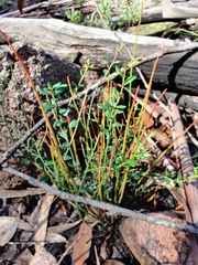 Tetratheca subaphylla