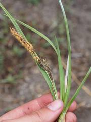 Carex nebrascensis