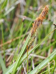 Carex nebrascensis