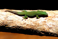 Striped Day Gecko photo 2