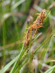 Carex nebrascensis