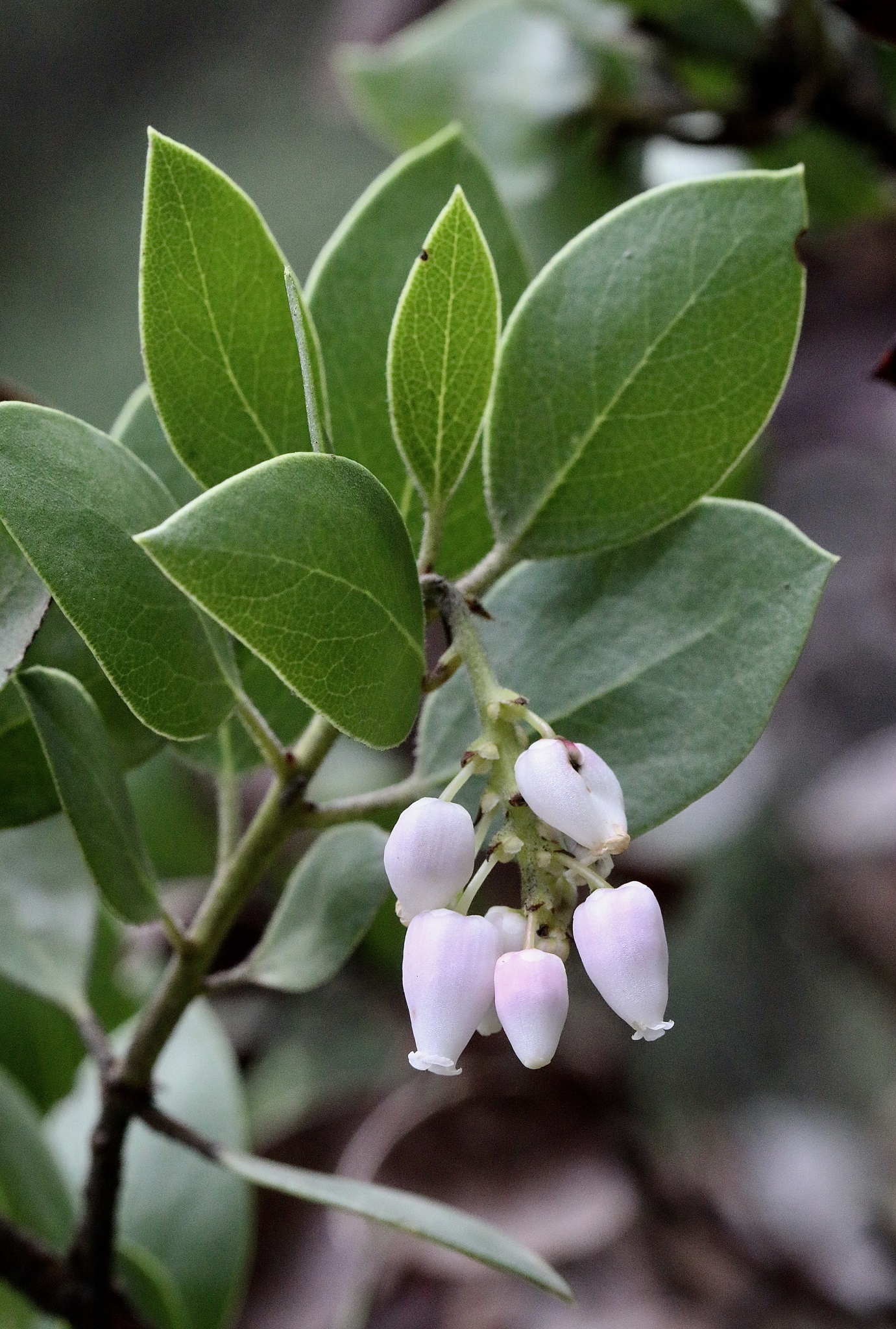 Arctostaphylos manzanita ssp. manzanita