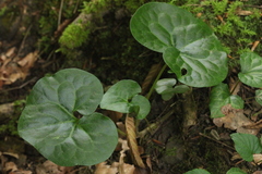 Asarum caucasicum