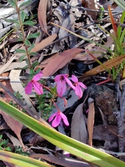 Tetratheca bauerifolia