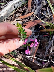 Tetratheca bauerifolia
