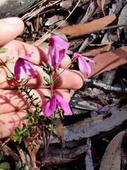 Tetratheca bauerifolia