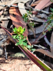 Tetratheca bauerifolia