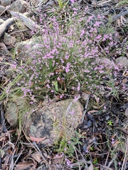 Tetratheca subaphylla