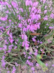 Tetratheca subaphylla