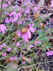 Tetratheca subaphylla