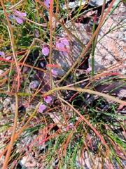 Tetratheca subaphylla