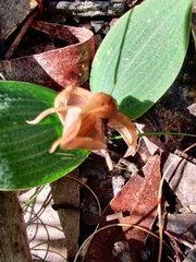 Chiloglottis valida
