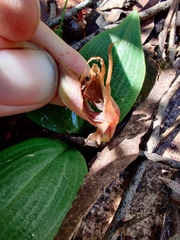 Chiloglottis valida