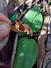 Chiloglottis valida