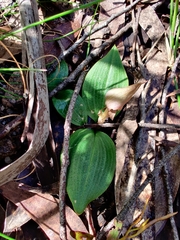 Chiloglottis valida