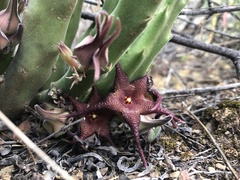 Stapelia rufa