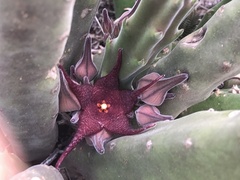 Stapelia rufa