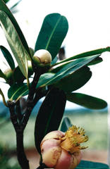 Montrouziera sphaeroidea