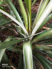 Ananas comosus comosus