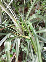 Ananas comosus comosus