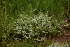 Selago densiflora