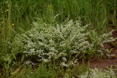 Selago densiflora