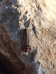 Aspisomoides bilineatum