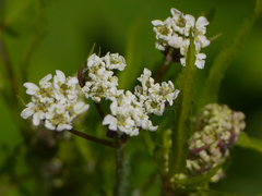 Chaerophyllum reflexum acuminatum