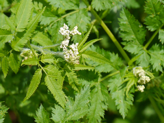 Chaerophyllum reflexum acuminatum