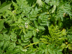 Chaerophyllum reflexum acuminatum