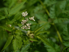 Chaerophyllum reflexum acuminatum
