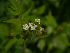 Chaerophyllum reflexum acuminatum