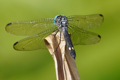Micrathyria atra