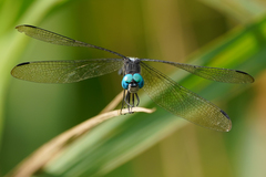 Micrathyria atra