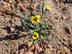 Viola pinetorum grisea