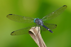 Micrathyria atra