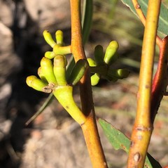 Eucalyptus phenax