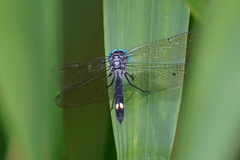 Micrathyria atra