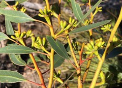 Eucalyptus phenax