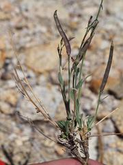 Boechera platysperma