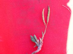 Boechera platysperma